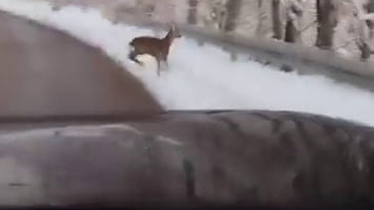 Akyazı'da kar keyfi sırasında yola inen karaca aileyle karşılaştı