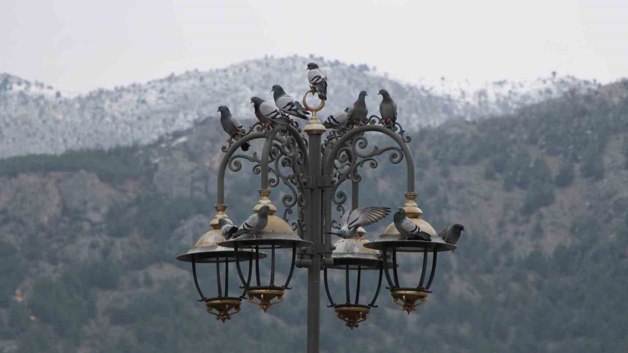 Amasya’da 84 yaşındaki 'Yemci Dede' Cahit Kalaycı, 20 yıldır güvercinleri beslemeden kahvaltı etmiyor