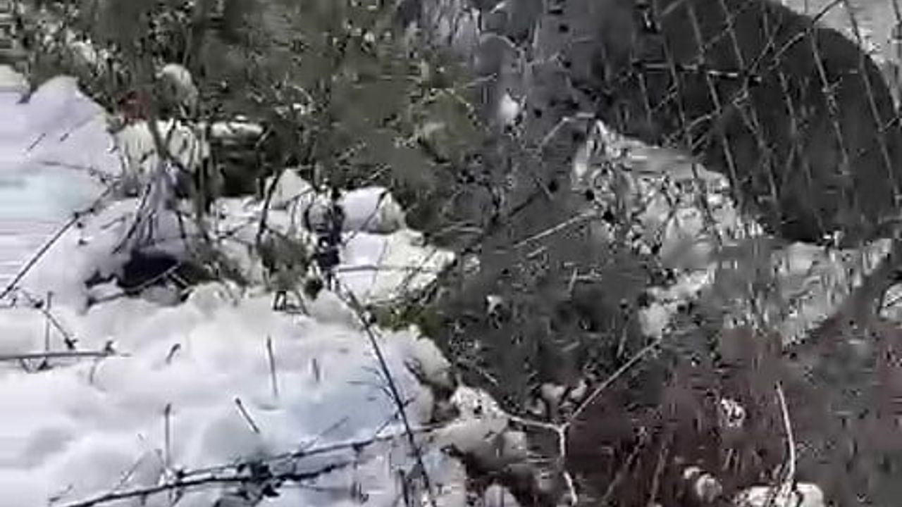 Amasya'da su kanalına düşen karaca avcılar tarafından kurtarıldı