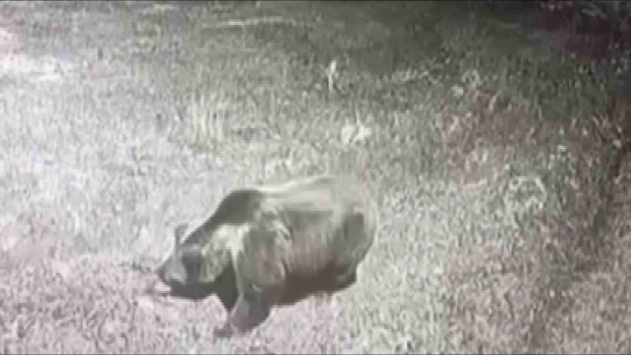 Amasya Gümüşhacıköy'de kış uykusuna yatmayan ayı Sekü köyünde paniğe yol açtı