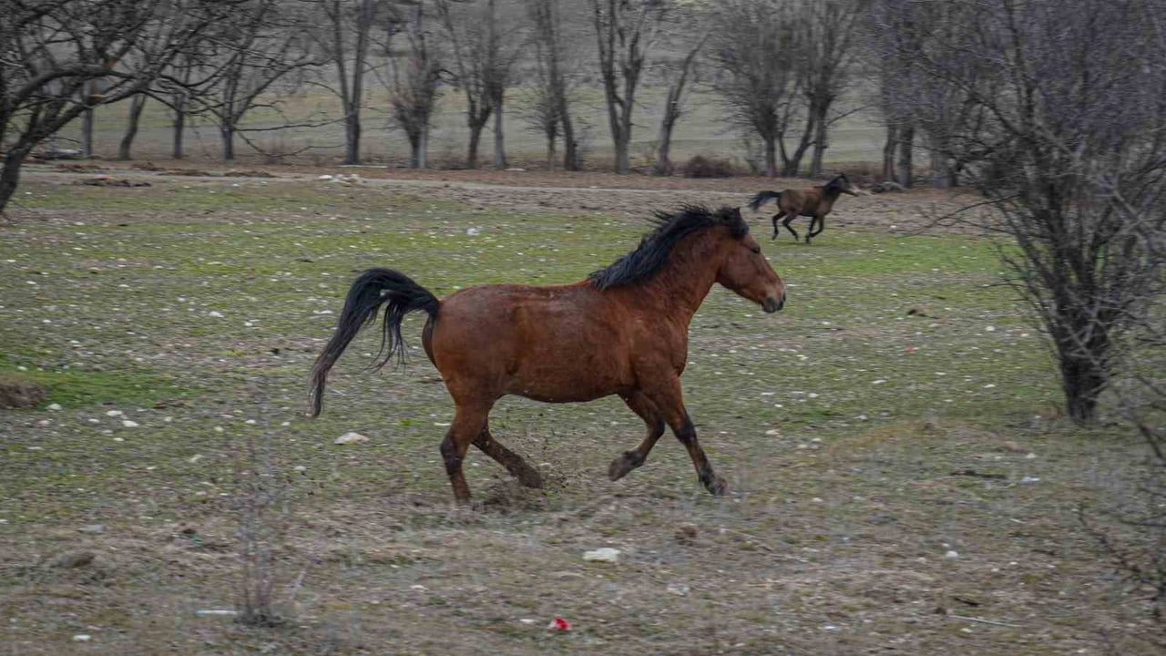 Ankara Çamlıdere Yaylalarında Yılkı Atları Havadan Görüntülendi