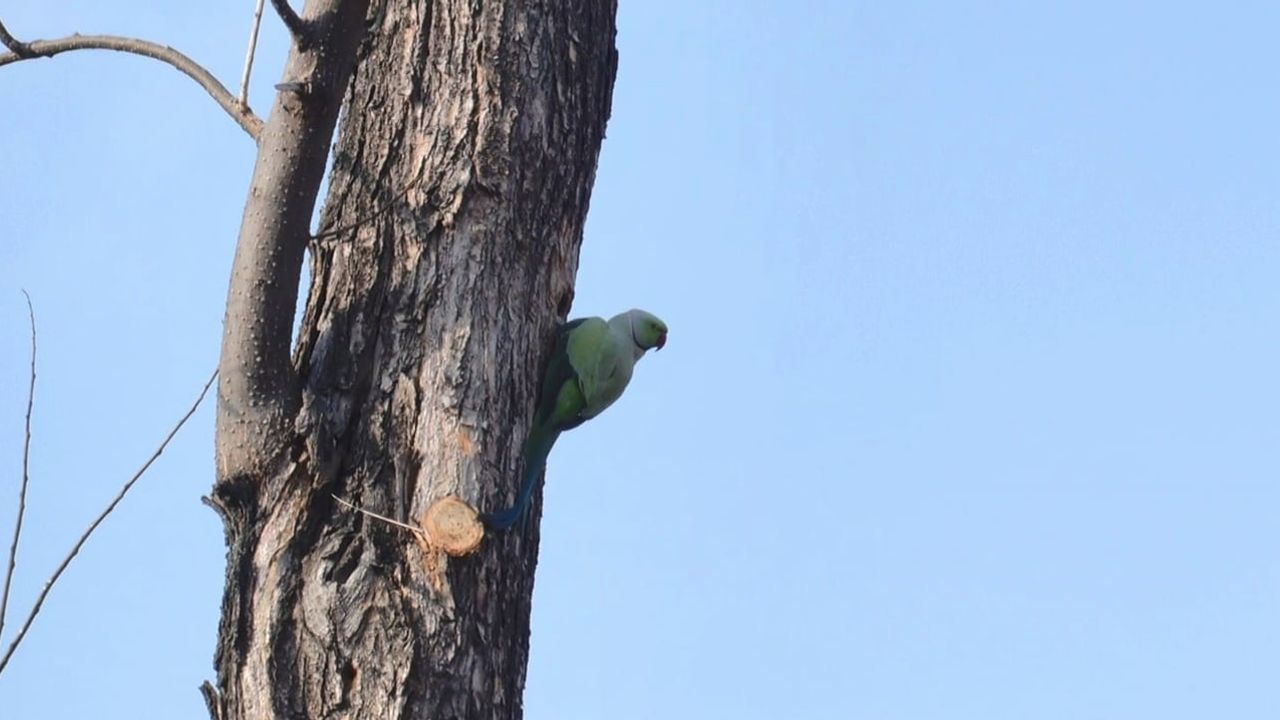Ankara’da Parklara Yerleşen Yeşil Papağanlar: Soğuğa Dayanma, Beslenme ve Ekosistem Etkileri