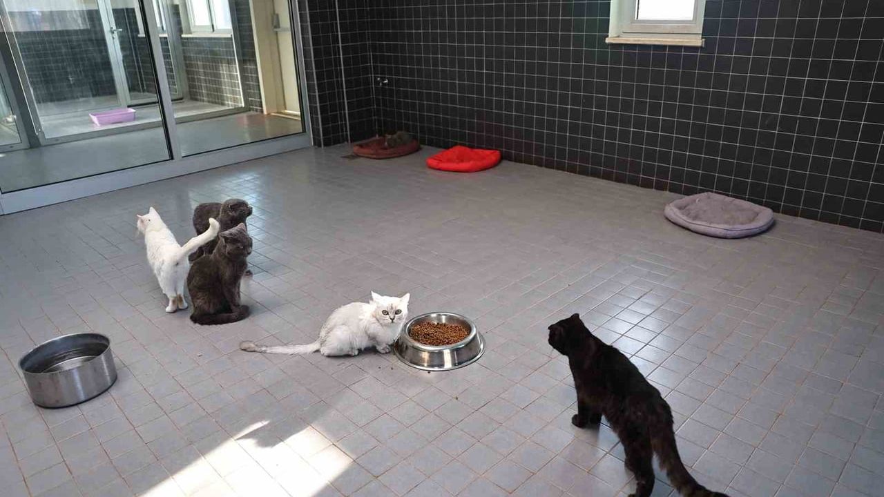 Antalya Büyükşehir Belediyesi Sokak Hayvanları Geçici Bakımevi 2025’te sahiplendirme, kısırlaştırma ve tedavide aktif rol aldı