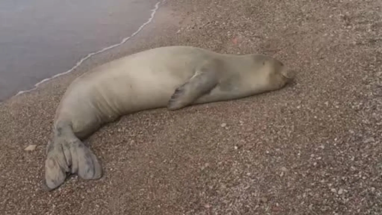 Antalya'da Mermerli Plajı'nda bulunan Akdeniz foku koruyucu müdahaleyle denize bırakıldı