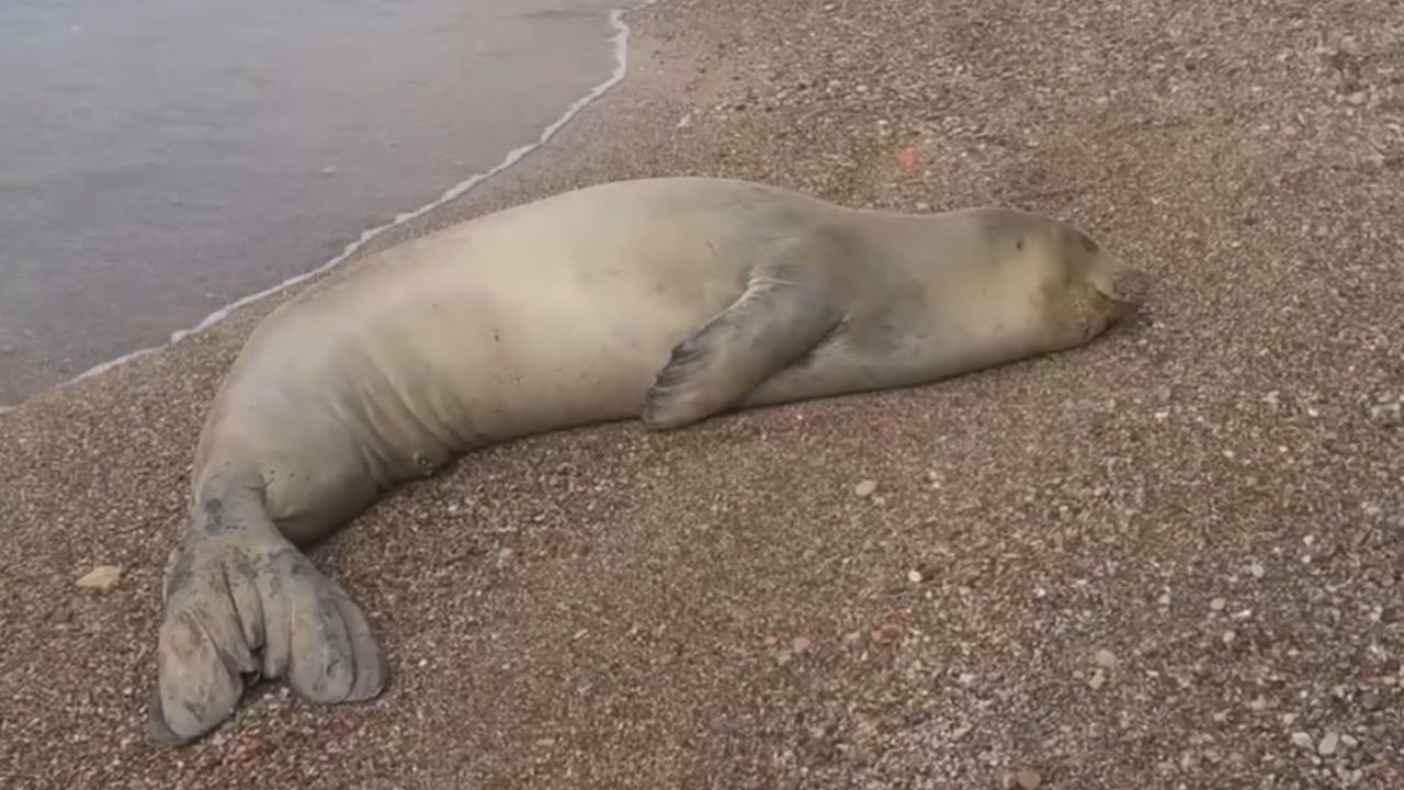 Antalya Mermerli Plajı’nda bulunan Akdeniz foku koruyucu müdahale ile denize salındı