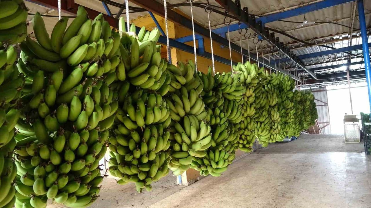 Antalya Ticaret Borsası Aralık 2025 Hal Endeksleri: Meyve Fiyatı Yükseldi, Sebze Fiyatı Düştü