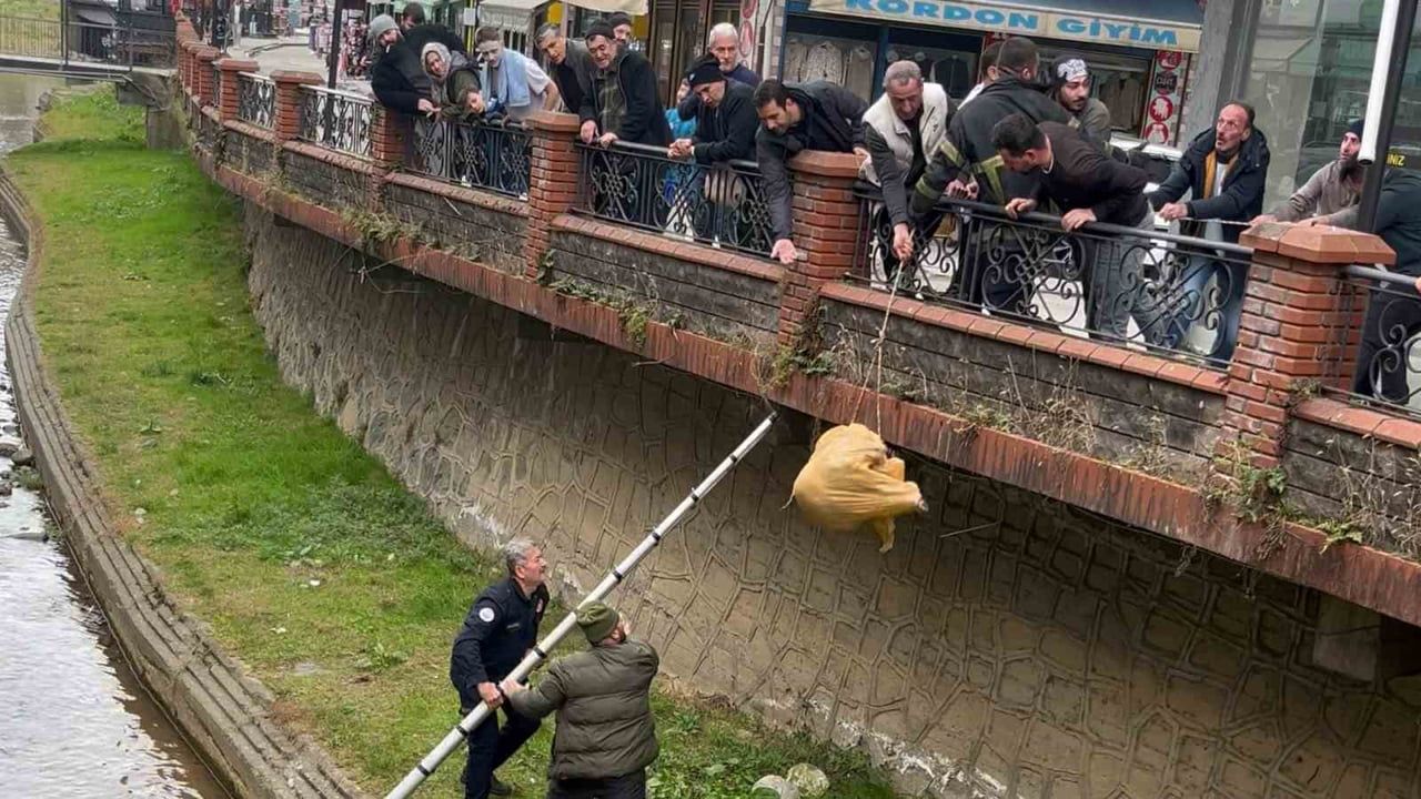 Ardeşen'de dere yatağında mahsur kalan köpek, itfaiye ve vatandaşların iş birliğiyle kurtarıldı