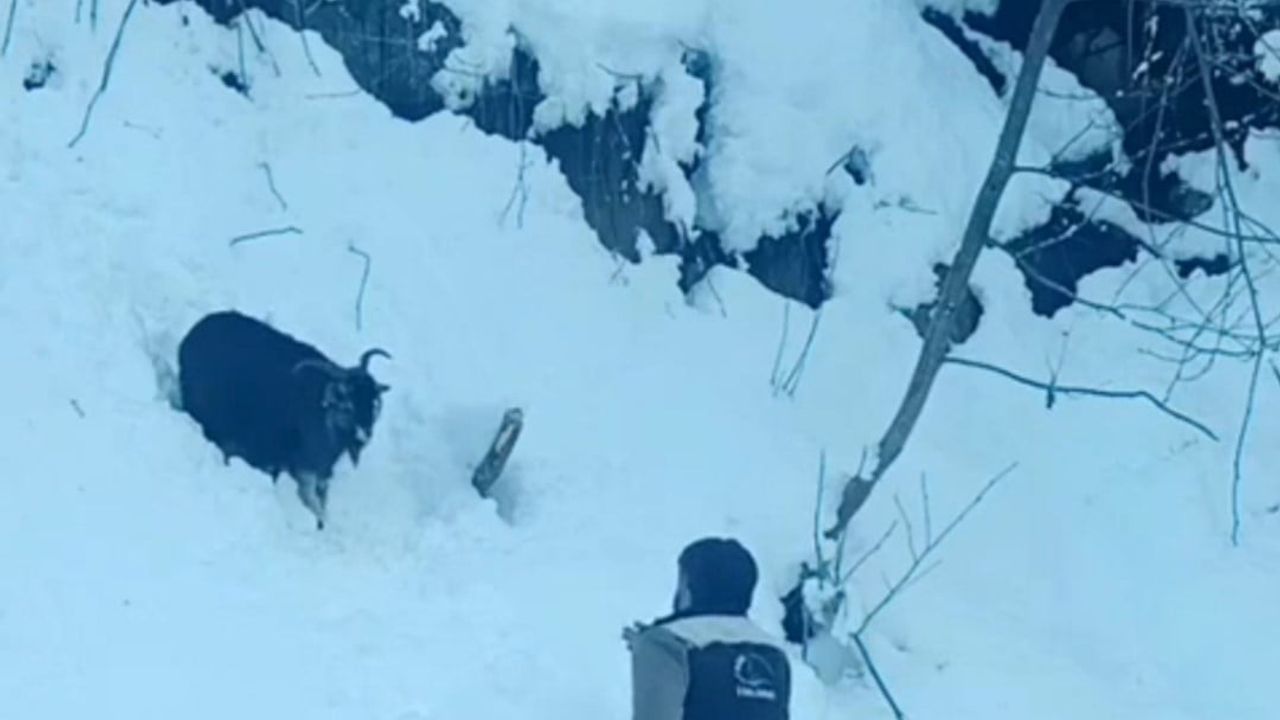 Ardeşen'de iş makinesi operatörü, karda kaybolan keçiyi sahiplerine ulaştırdı