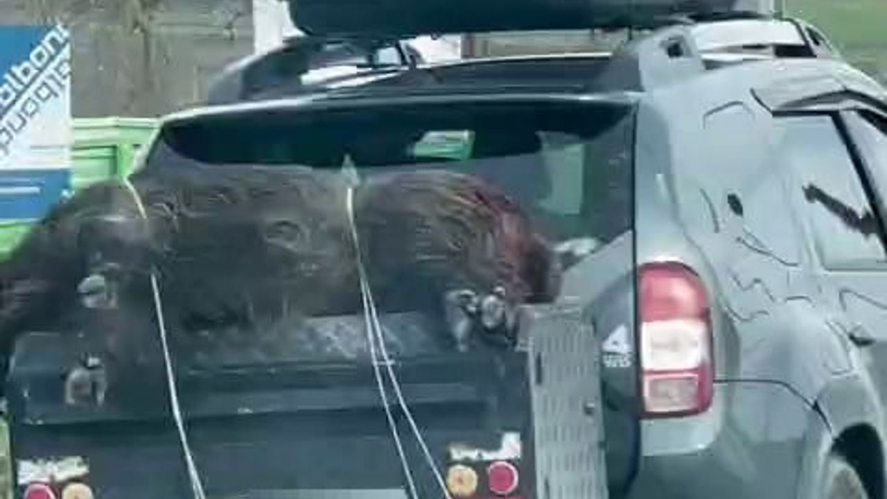 Arnavutköy Hadımköy'de ölü domuzun araçla taşınması cep telefonu kamerasına yansıdı