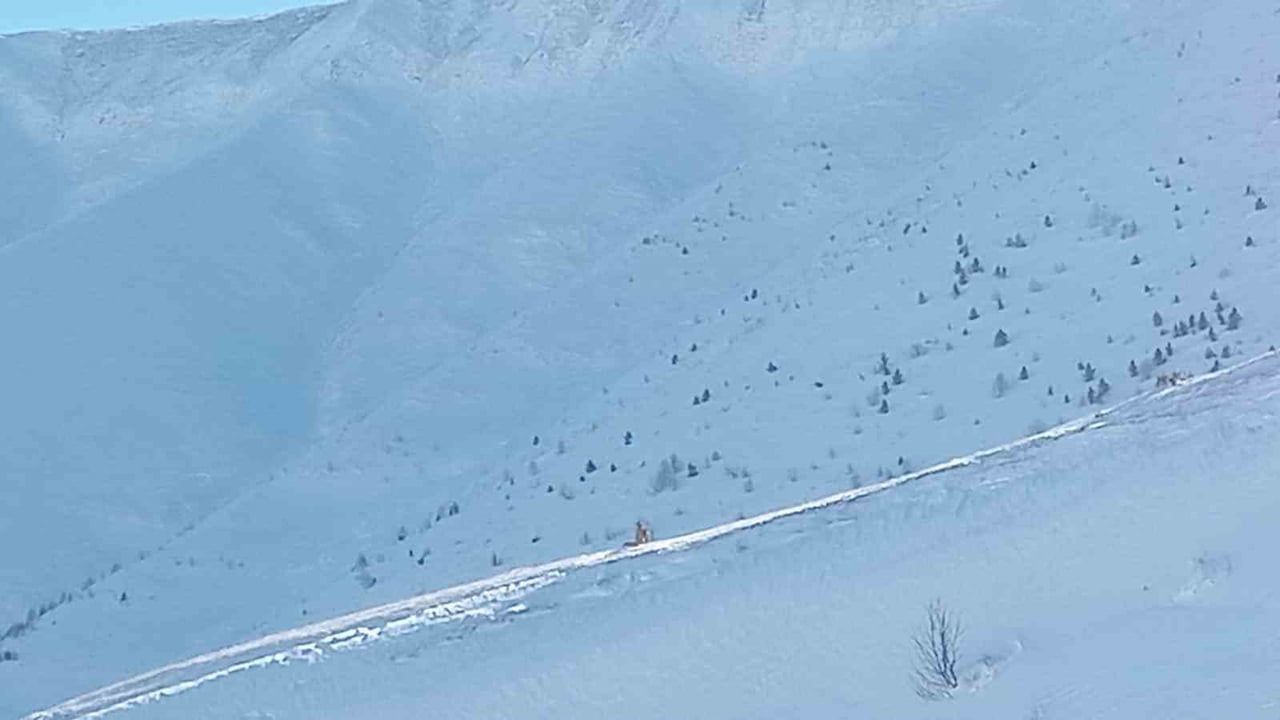 Artvin Ardanuç’ta çığ: Kayıp çoban Bülent Gezer için arama çalışmaları üçüncü günde yeniden başladı