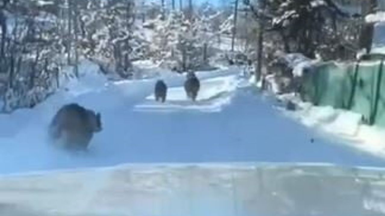 Artvin Ardanuç'ta kış uykusuna yatmayan ayı ve yavruları Kutlu köyü yolunda görüntülendi