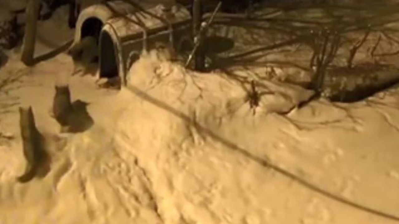 Artvin'de bekçi köpeği Meks 6 kurdu köyden uzaklaştırdı