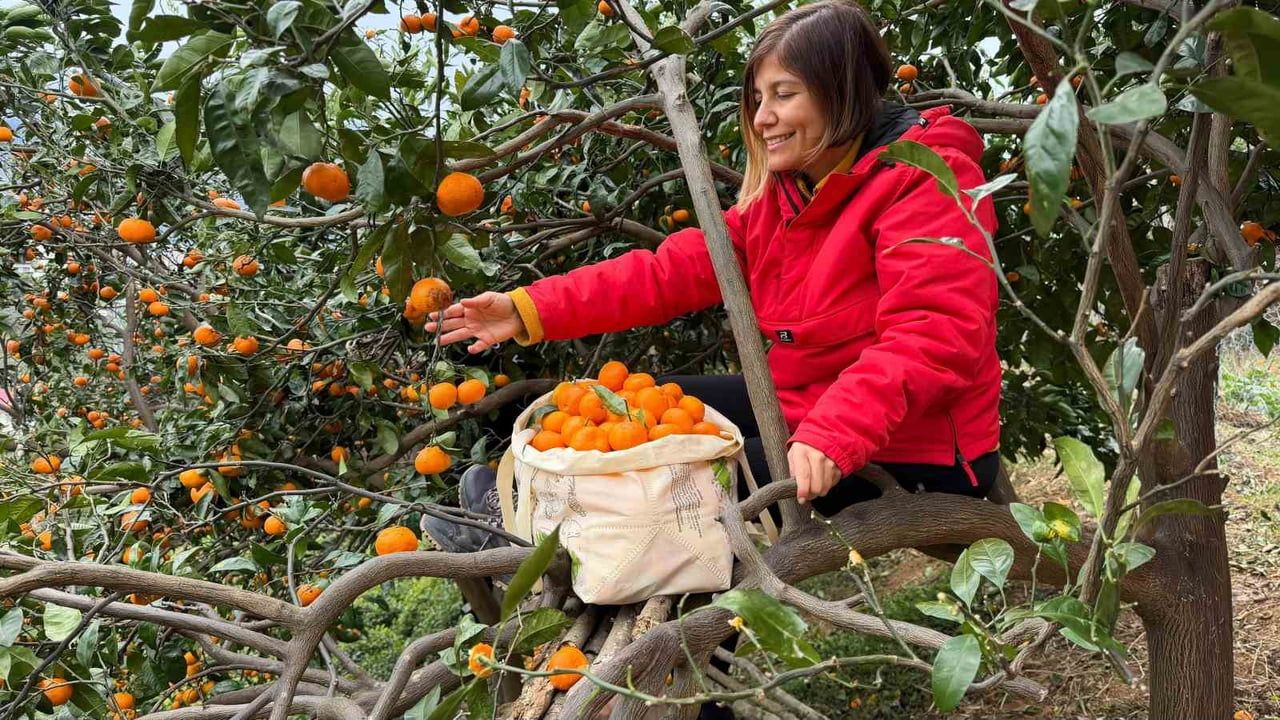 Artvin Kemalpaşa'da bereketli mandalina hasadı: Poşet yetmeyince araç içleri kullanıldı