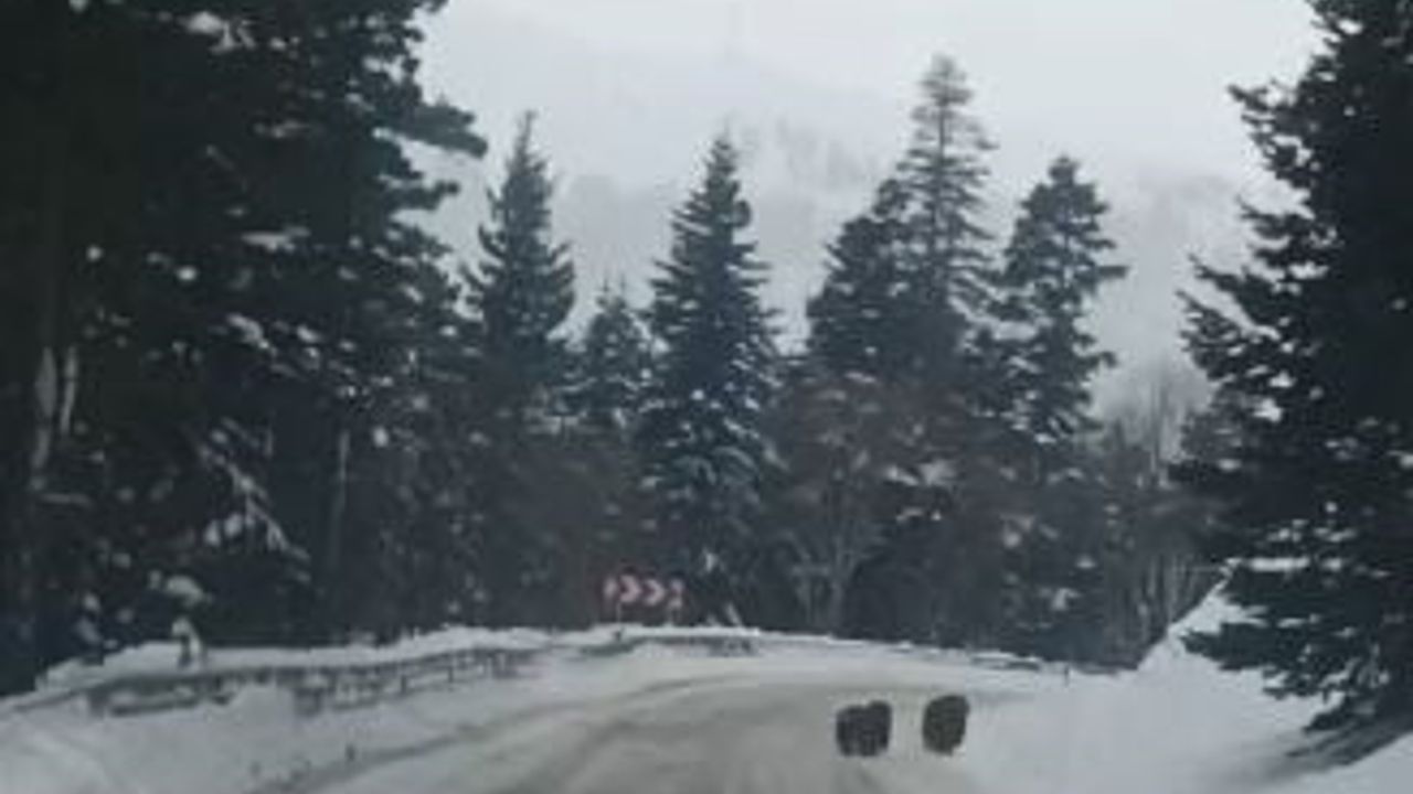 Artvin Şavşat Sahara'da kış uykusuna yatmayan 4 boz ayı kamerada