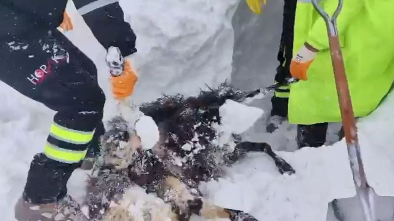 Artvin Zekeriya köyünde çığ: İkinci gün arama kurtarma çalışmaları yeniden başladı