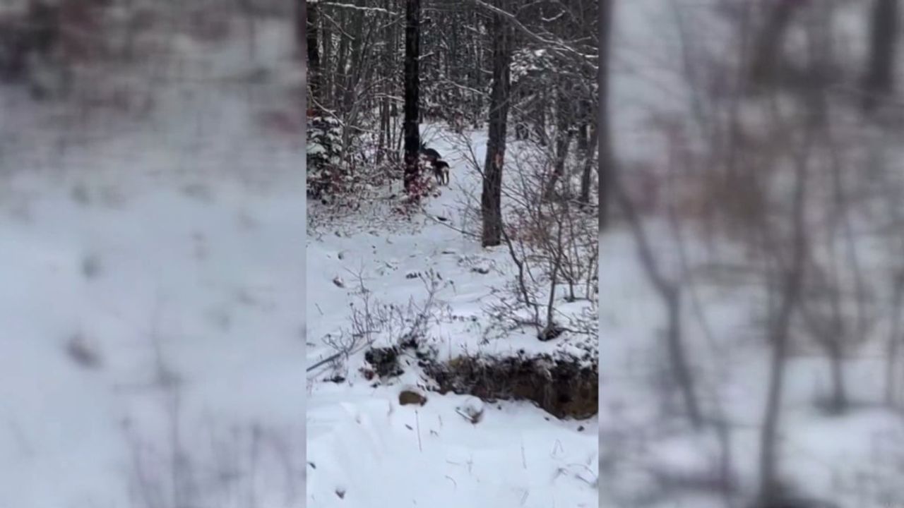 Ayancık Çangal Dağı'nda karacaların kışta yiyecek arama anı görüntülendi