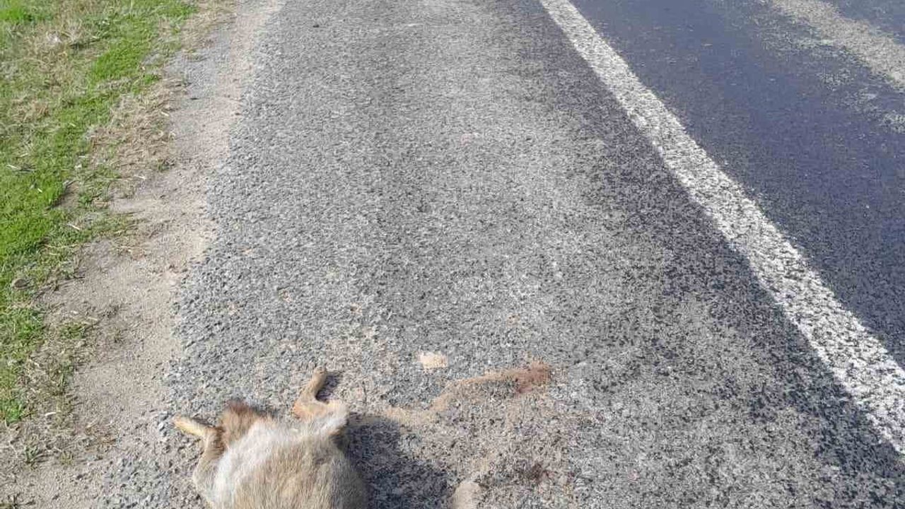 Aydın Çine'de Araç Çarpması Sonucu Tilki Telef Oldu