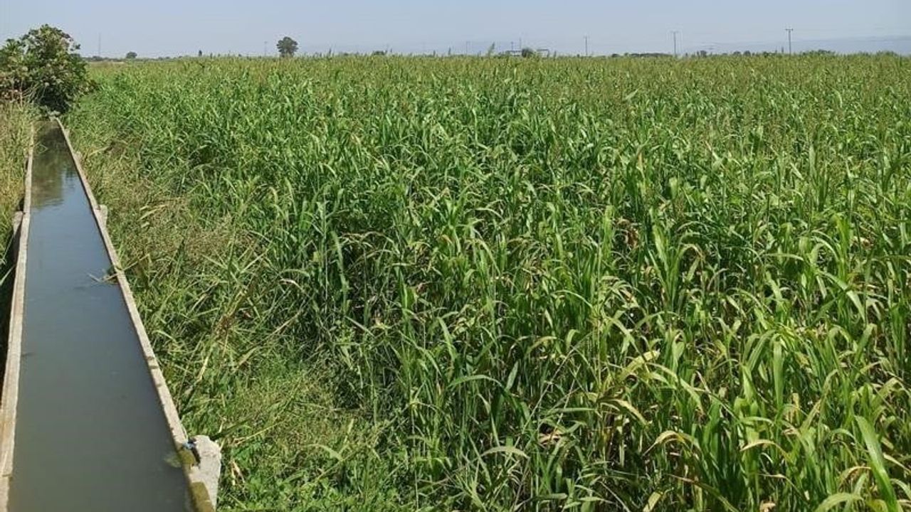 Aydın'da 2025'te kaba yem üretimi için 25 bin dekarın üzerinde mera ıslahı ve 13,5 milyon TL'lik yatırım