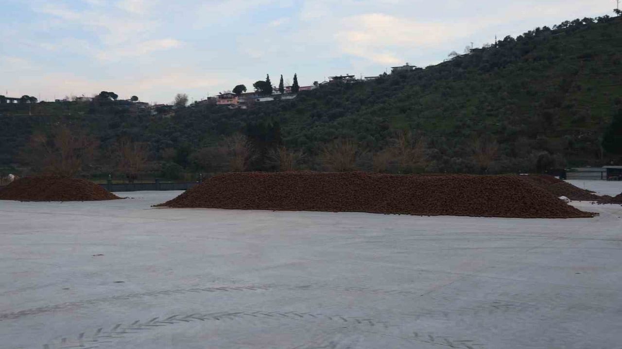 Aydın'da çam fıstığı (künar) işleme sezonu başladı: Rekolte düşerken fabrikalarda yoğun mesai