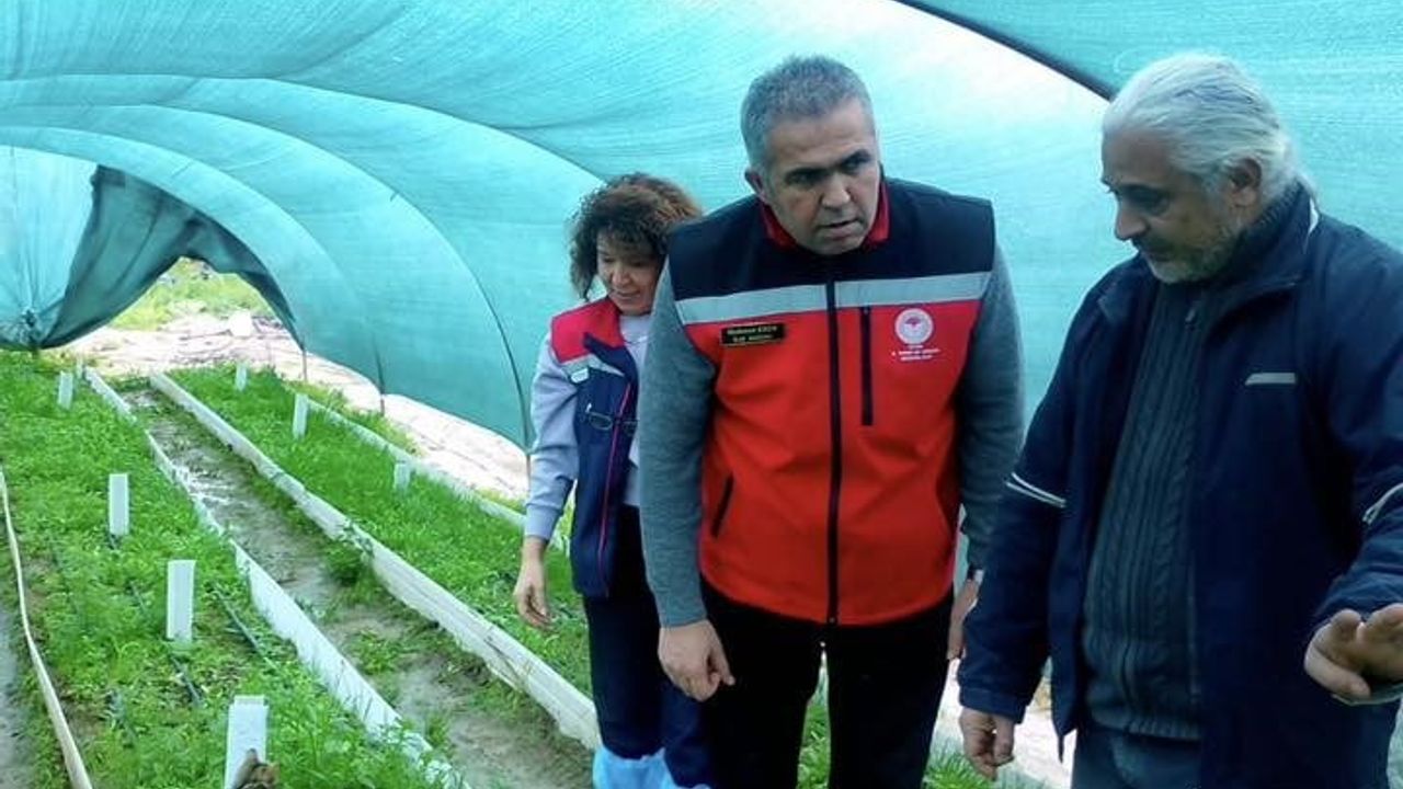 Aydın'da salep orkidesi üretimi genişliyor: Efeler'de 17 tür, 400 bin fideyle üretim