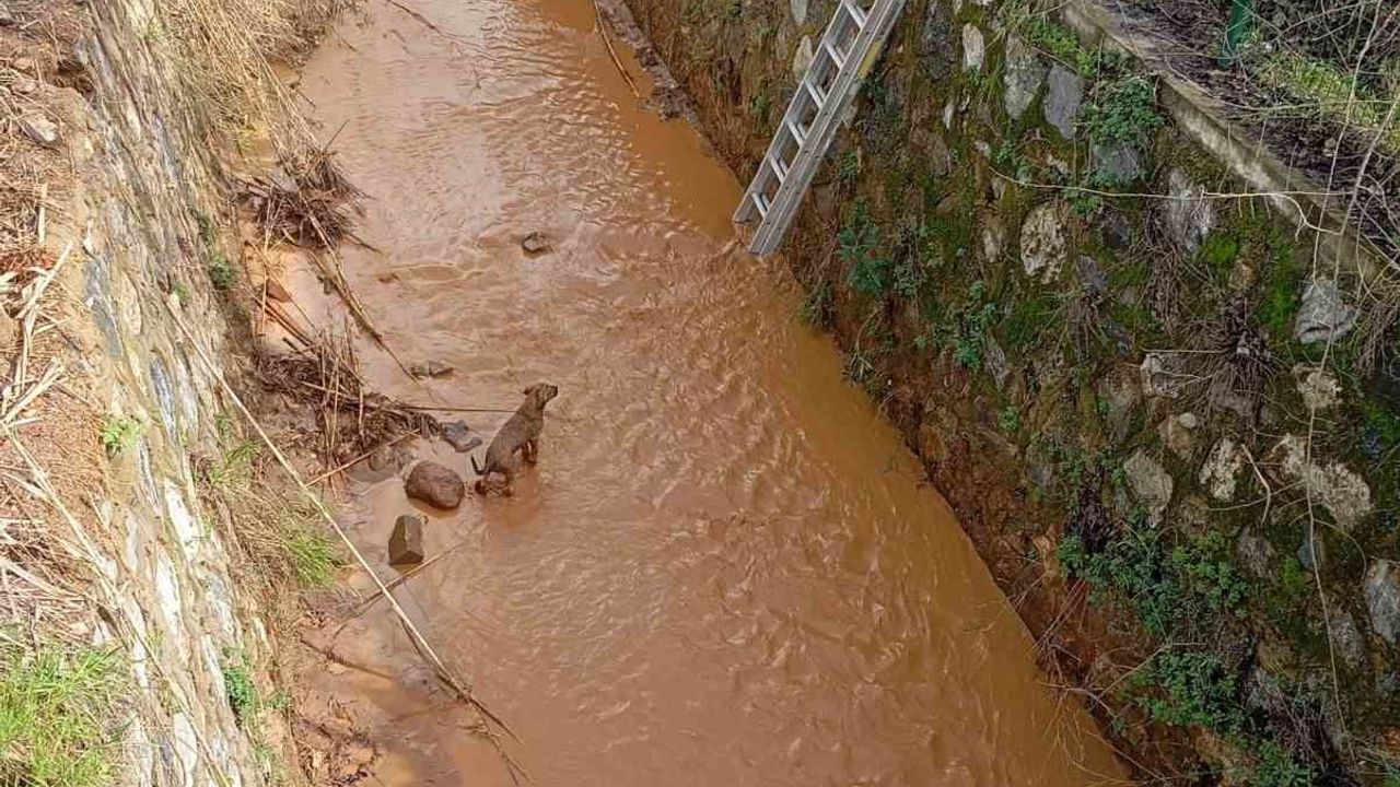 Aydın'da sulama kanalına düşen köpek itfaiye ekiplerince kurtarıldı