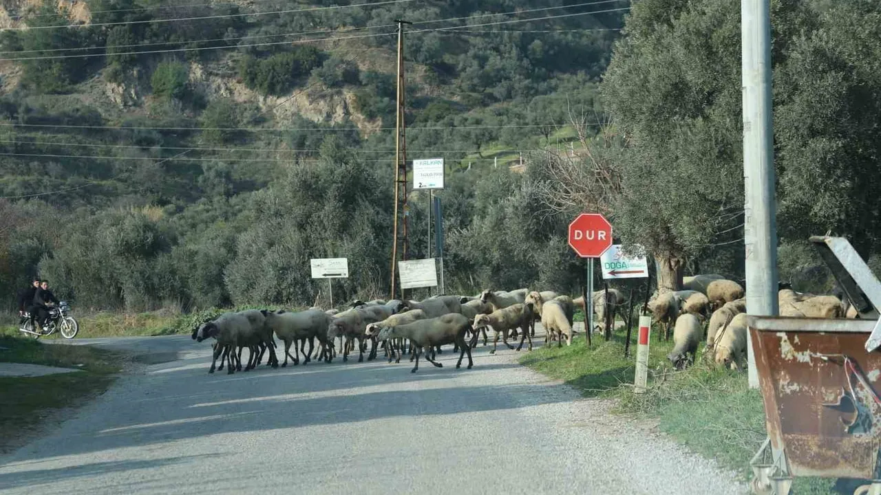 Aydın'da sürüler meralara döndü, çobanlar Kurban Bayramı hazırlığında
