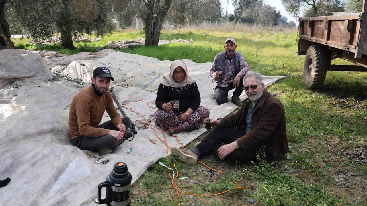 Aydın Efeler'de güneşli havada zeytin hasadı sürüyor
