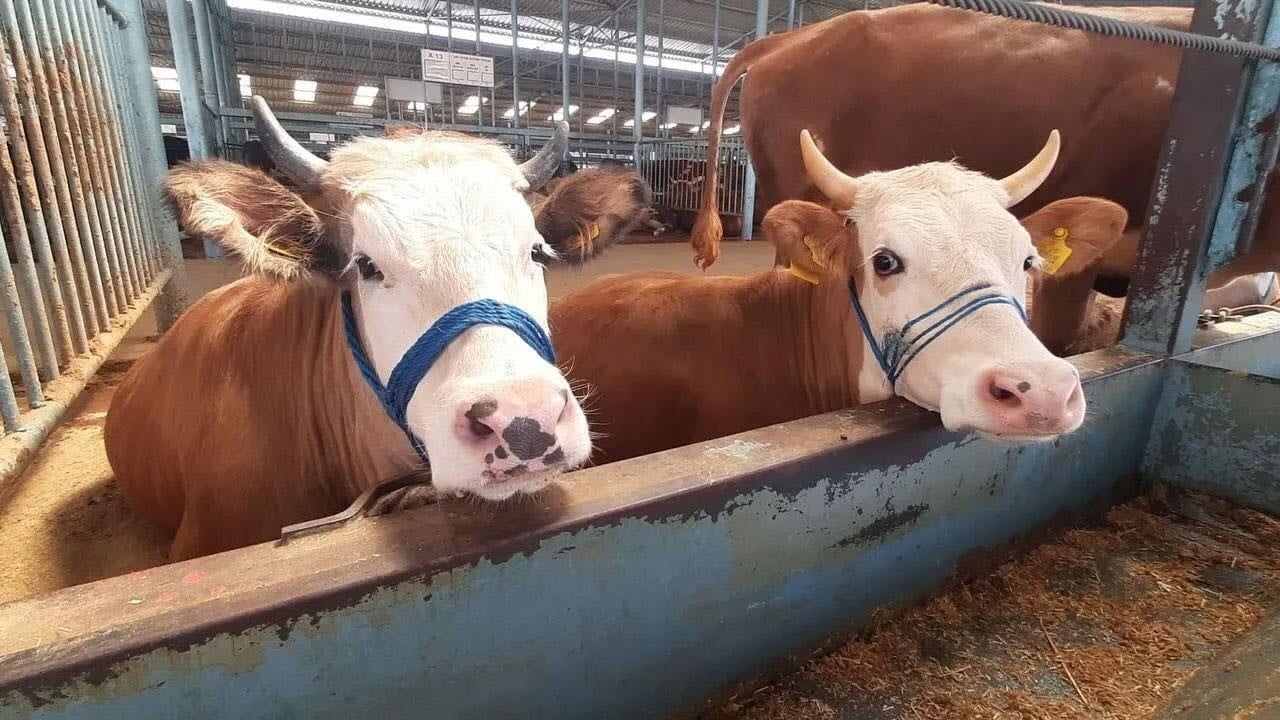 Aydın Köşk'te şap karantinası kaldırıldı