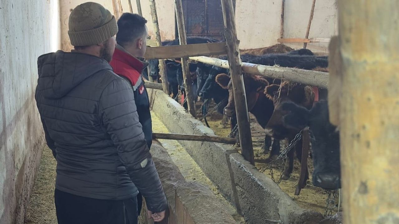 Aydıntepe’de Kırsalda Bereket Projesi kapsamında angus düve teslimleri sürüyor