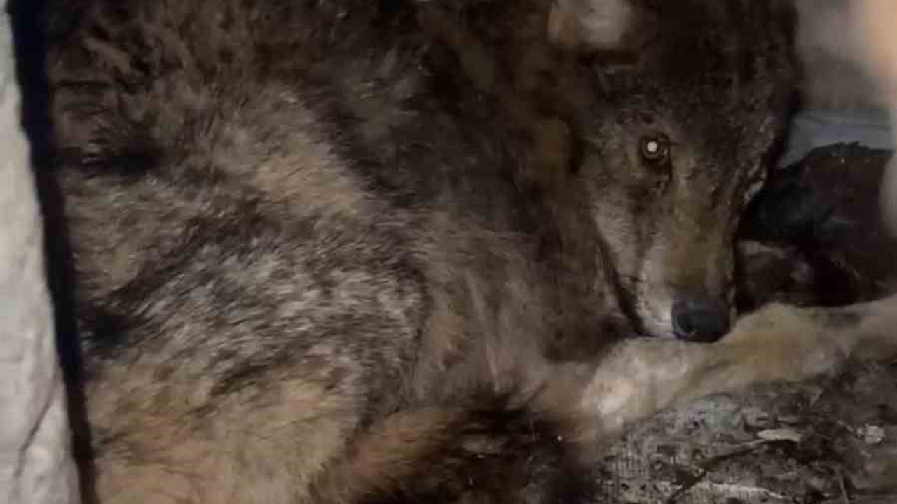 Aydınyayla’da aç kalan kurt köpek barınağına sığındı; Doğa Koruma ekipleri müdahale etti