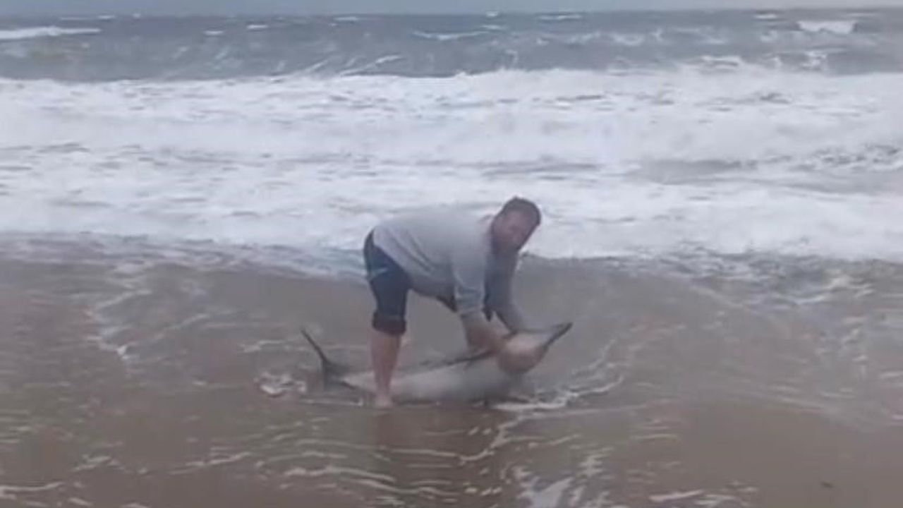 Ayvalık'ta Sarımsaklı Plajında Karaya Vuran Yunus Yeniden Denize Gönderildi