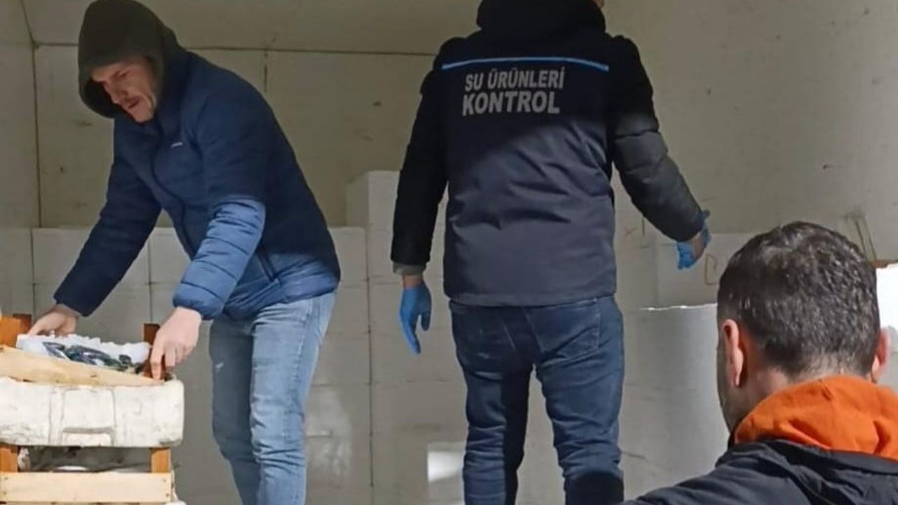 Bafra'da 2,6 ton mezgit ele geçirildi: 192 kasa asgari avlanma boyunun altında