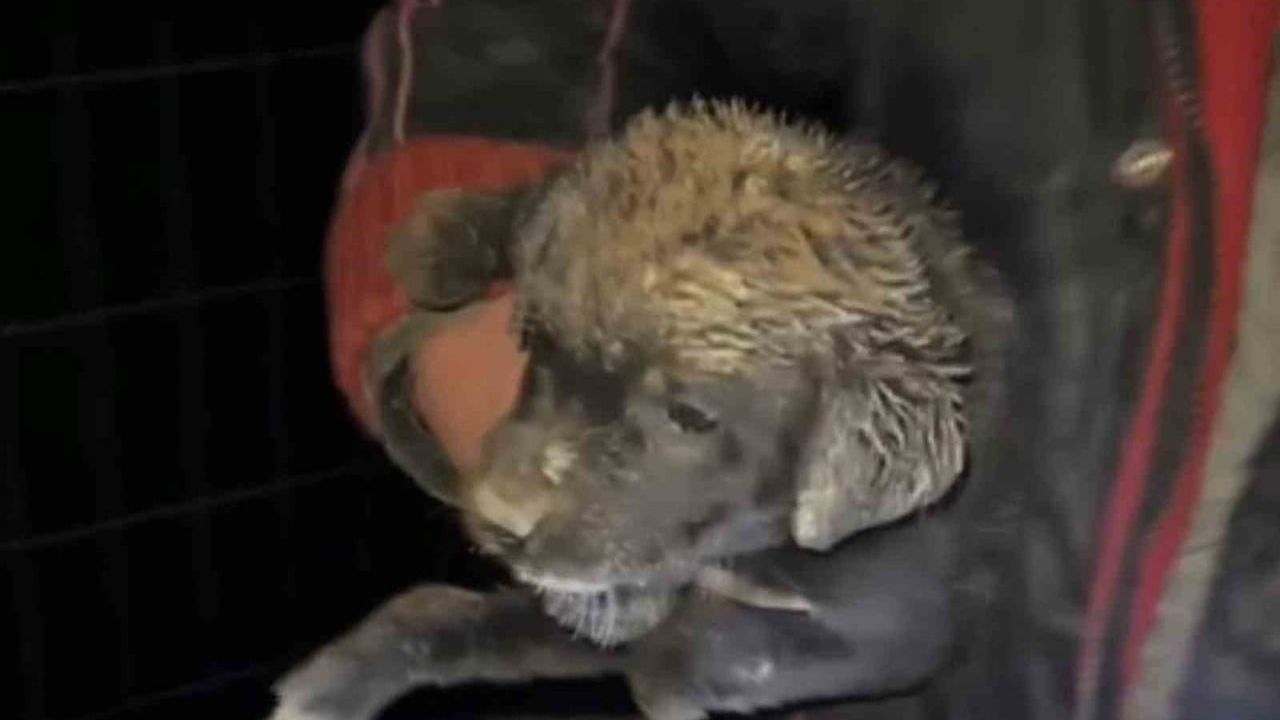 Bafra'da çukura düşen yavru köpek zabıta ekiplerince kurtarıldı