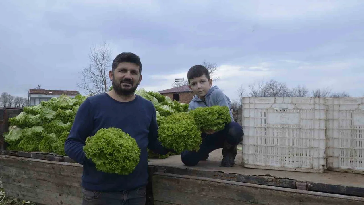 Bafra Ovası'nda 570 dekar marul üretimi: fiyat düşüşü üreticiyi zorluyor