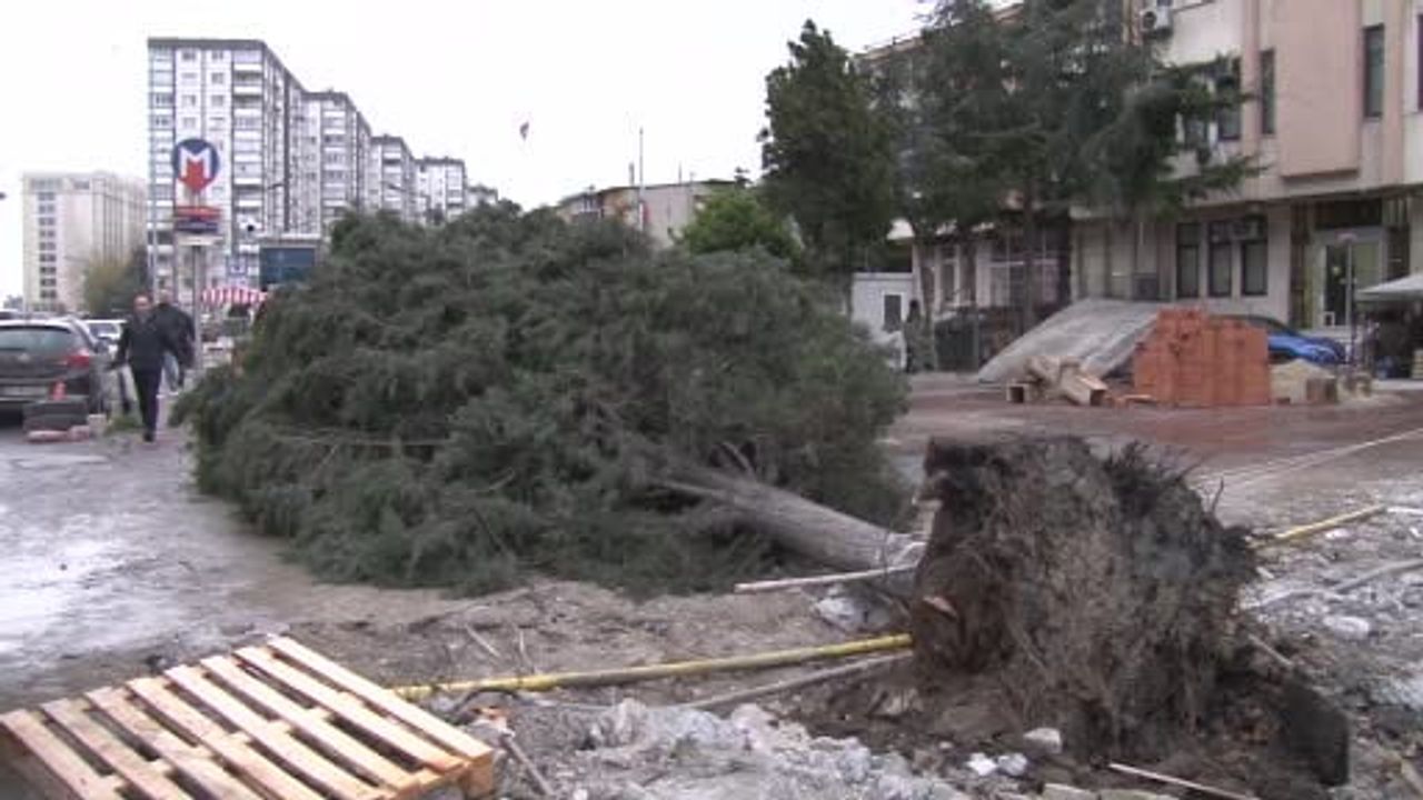 Bahçelievler Yenibosna'da devrilen ağaç, bir kişi hafif yaralandı