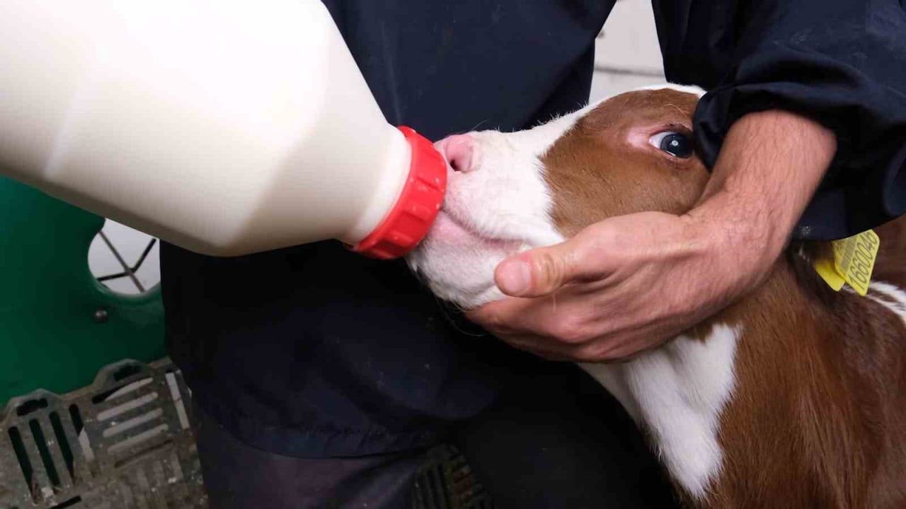 Bakanlık pilot il Amasya’da başlattı: Süt ineklerinden etçi buzağı üretimi hedefleniyor