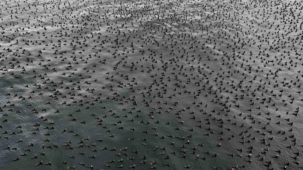 Bakırköy Açıklarında Binlerce Karabatak: İstanbul Boğazı'nda Sürü Davranışı ve Ekolojik Yansımaları
