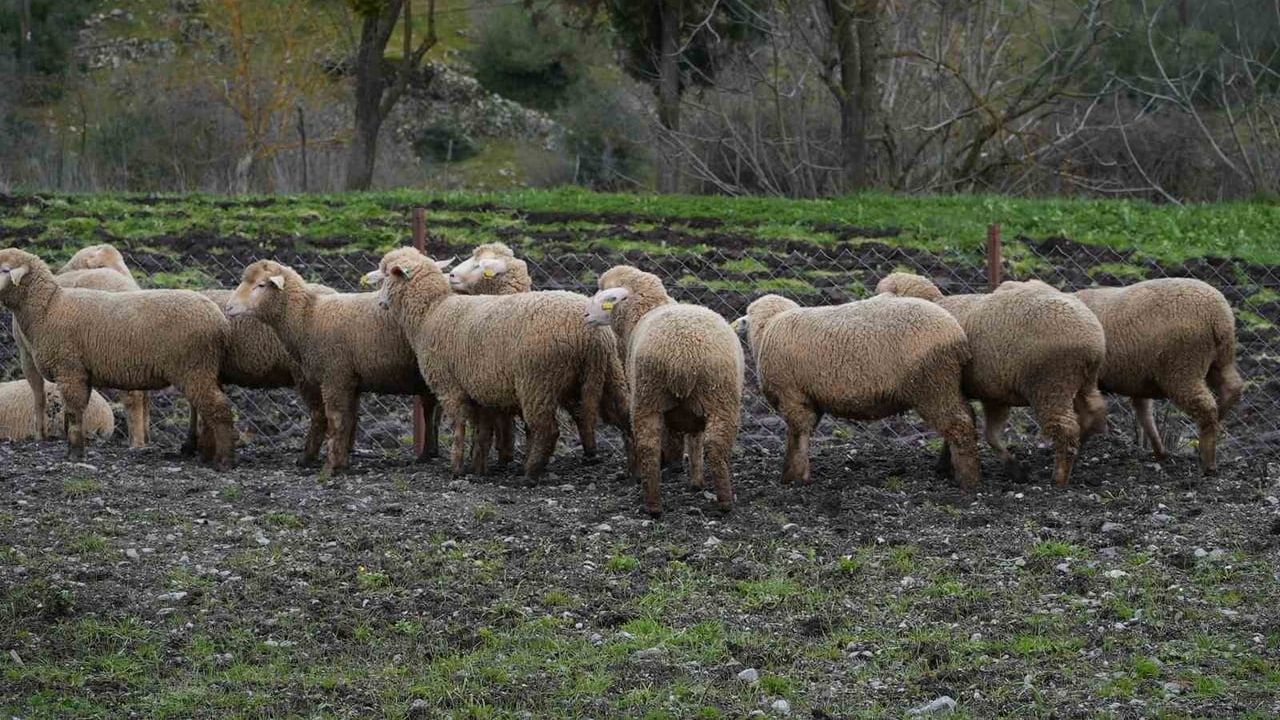 Balıkesir Büyükşehir’den Çiftçilere Yüzde 100 Hibeli Damızlık Desteği