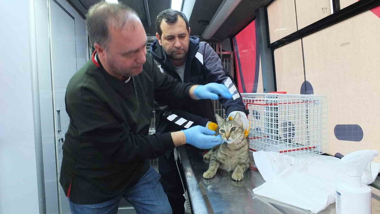 Balıkesir Büyükşehir'in 'Can Dost' Aracı Burhaniye'de Yaklaşık 80 Kediye Ücretsiz Tedavi Sağladı