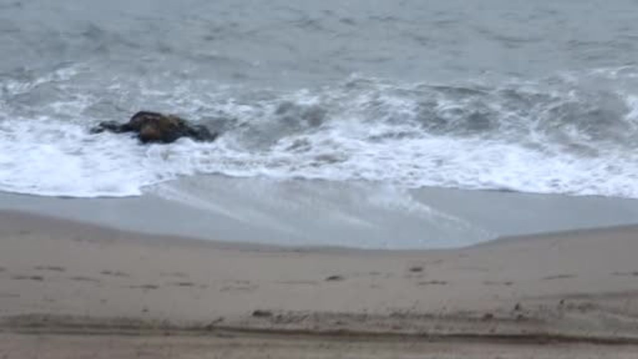 Balıkesir'de Lodos Fırtınası: 9 Yük Gemisi Edremit Körfezi'ne Sığındı