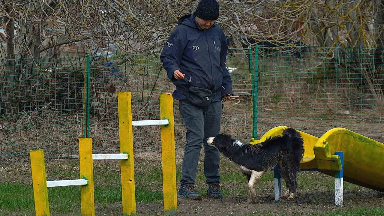 Bandırma Enstitüsü, çobanlara border collie desteği sunmak için eğitim ve üretime başladı