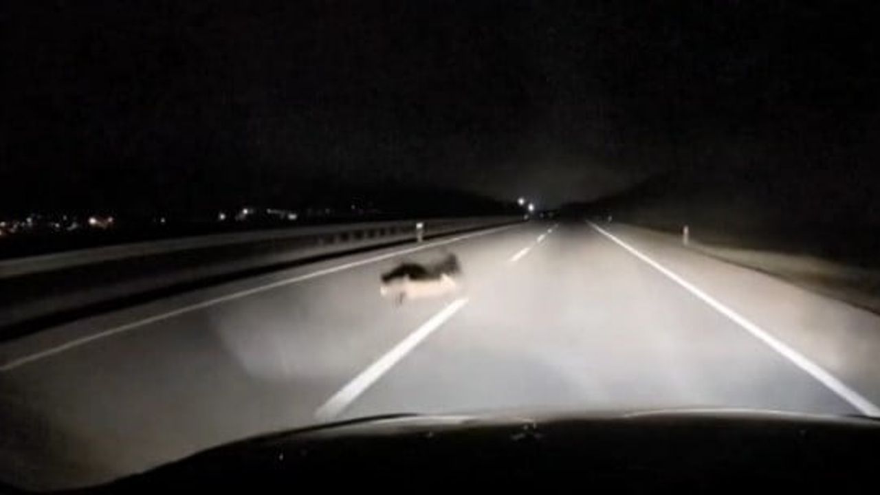Bandırma-Karacabey yolunda araca tilki çarptı: O anlar araç kamerasında