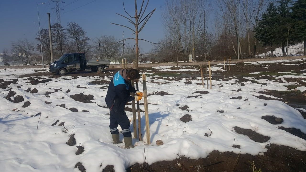 Başiskele'de peyzaj ve ağaçlandırma çalışmaları sürüyor