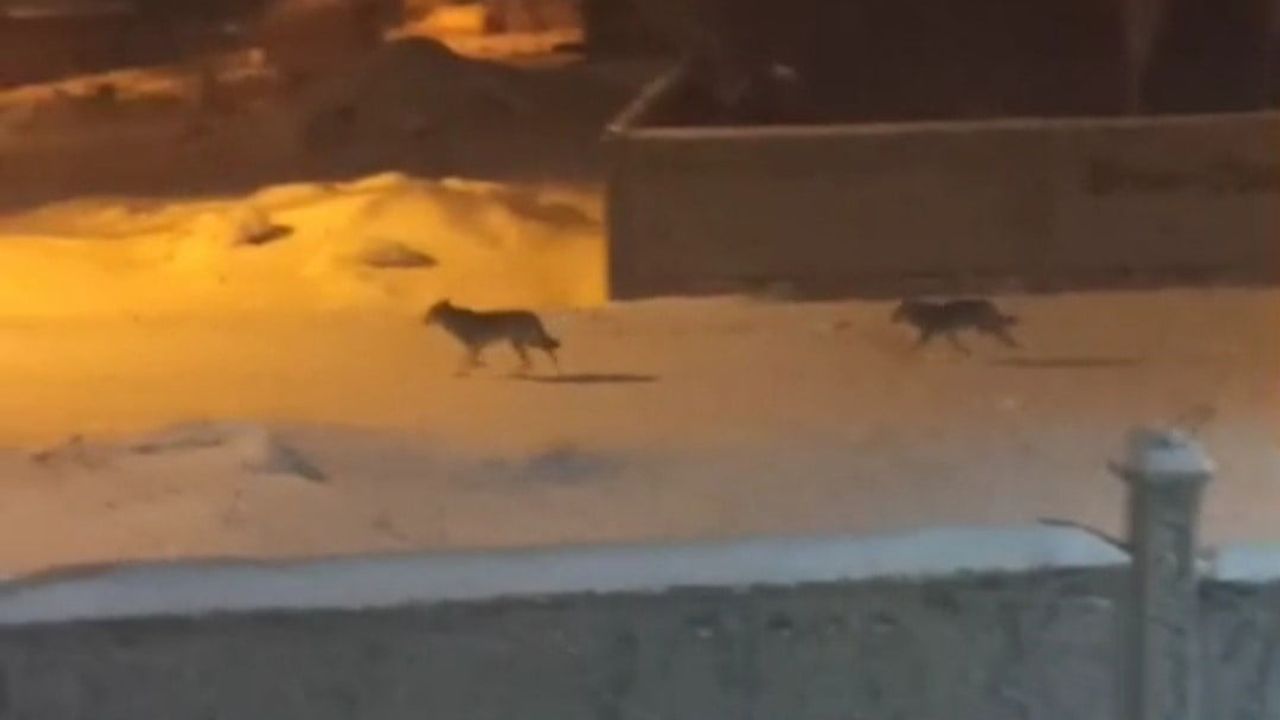 Başkale'de aç kalan kurtlar ilçe merkezine indi