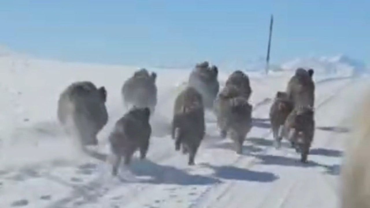 Başkale'de sürü halinde yerleşimlere inen yaban domuzları görüntülendi