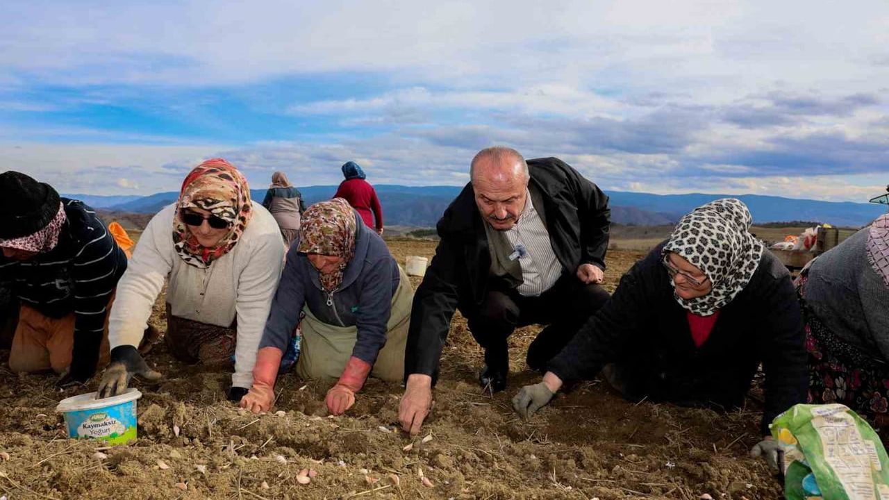 Başkan Arslan, Taşköprü sarımsağı hasadında günlük işçilerle buluştu