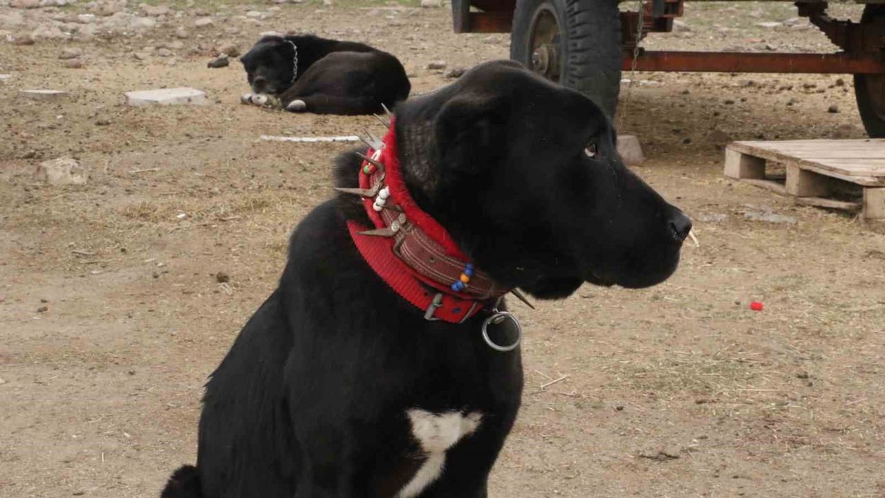 Başkentin siyah bekçileri: Haymana Karası'nın yapısı, koruma içgüdüsü ve yetiştirilmesi