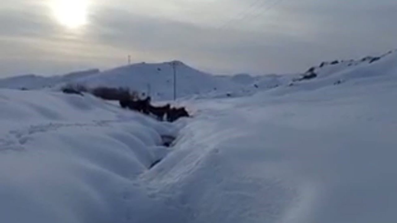 Batman'da Mereto Dağı eteklerinde mahsur kalan 6 katır köylüler tarafından kurtarıldı