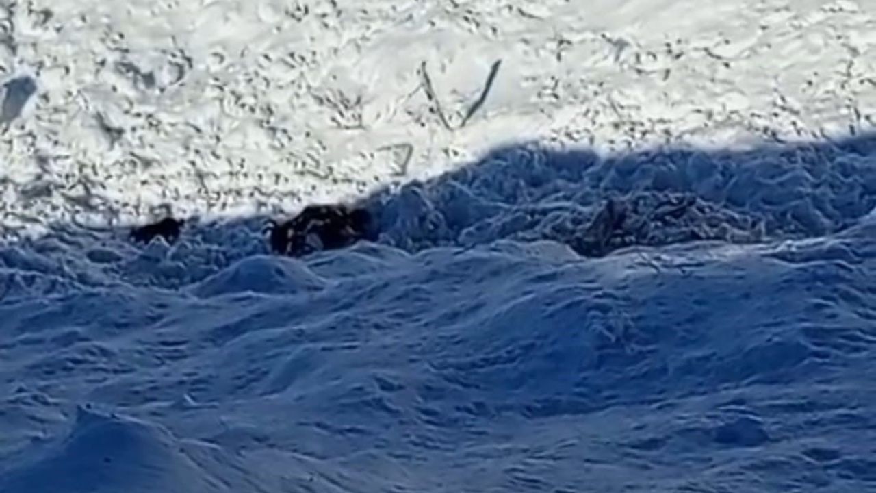 Batman'da Yücebağ'da ağılın üzerine çığ düştü: 45 küçükbaş hayvan telef oldu