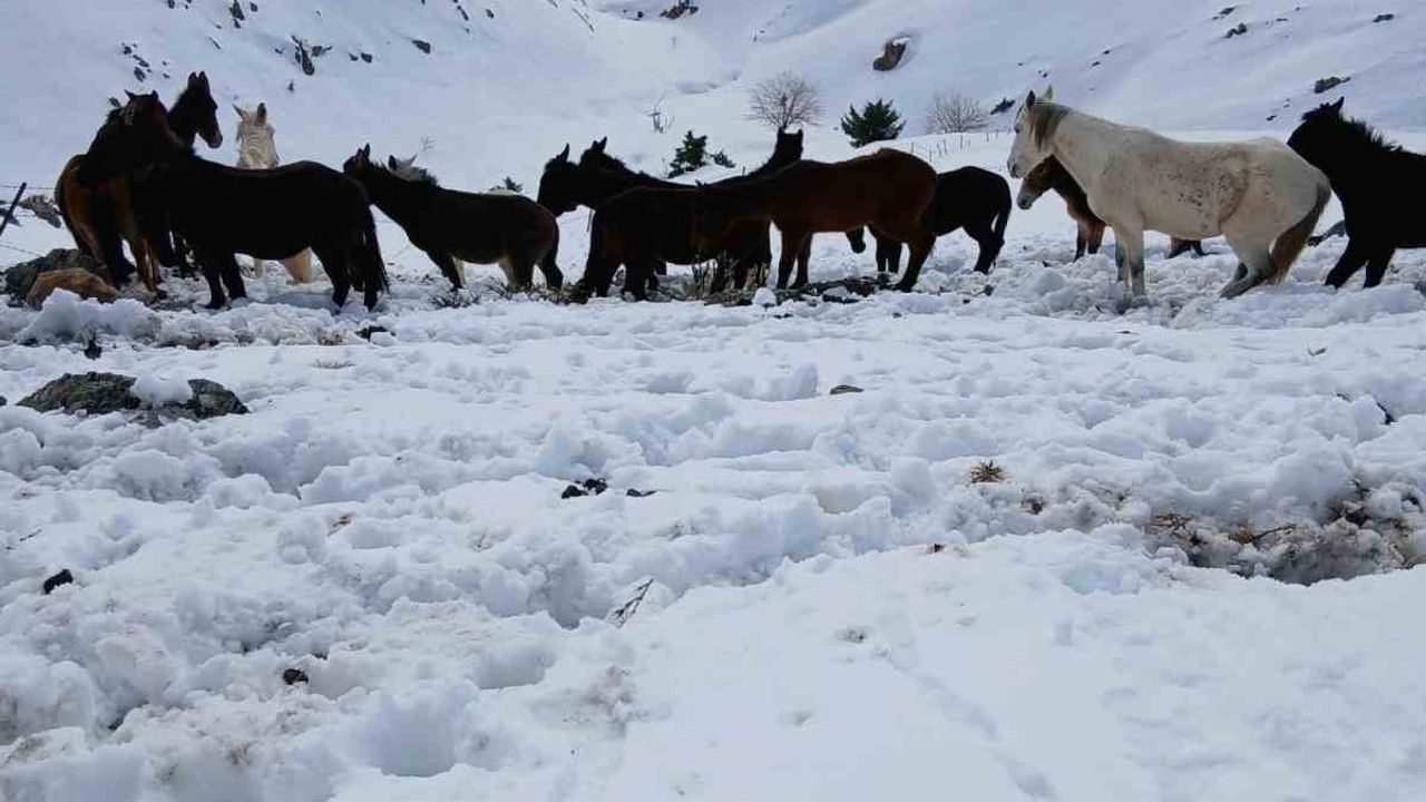 Batman Sason'da yoğun kar nedeniyle dağda mahsur kalan yaklaşık 30 katır kurtarıldı